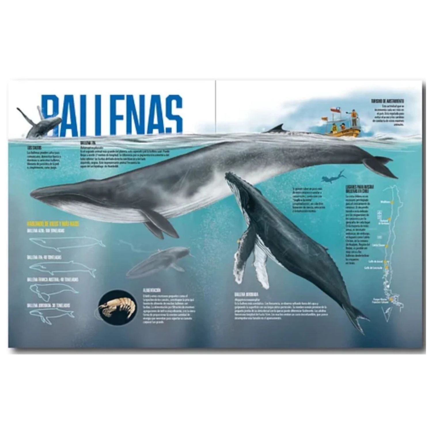 Alas, patas y aletas