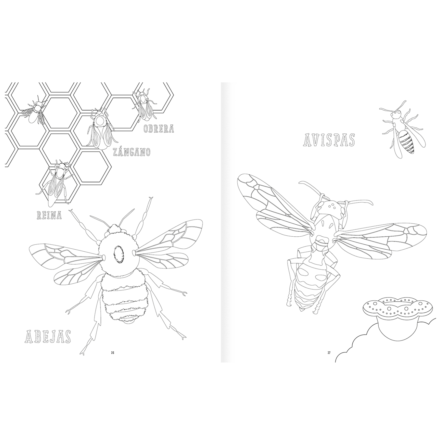 Insectopinta