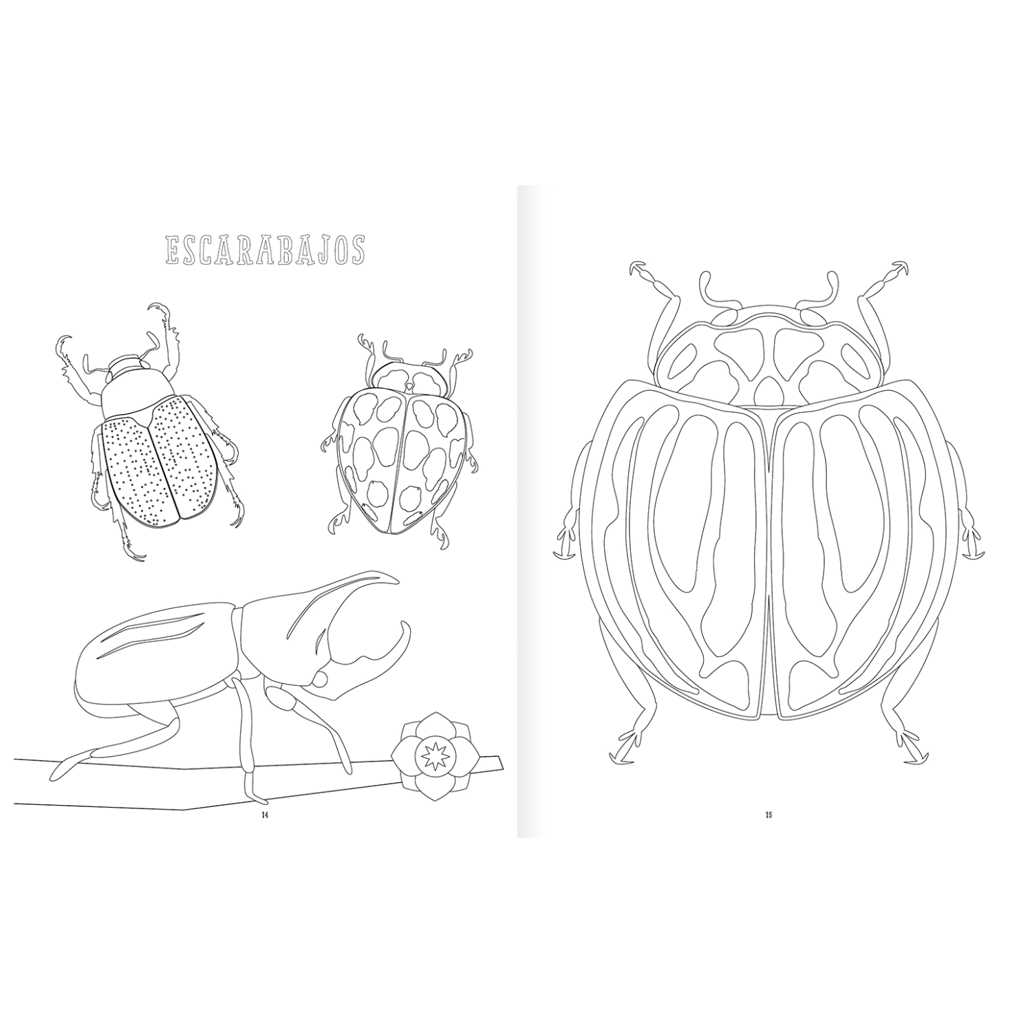 Insectopinta