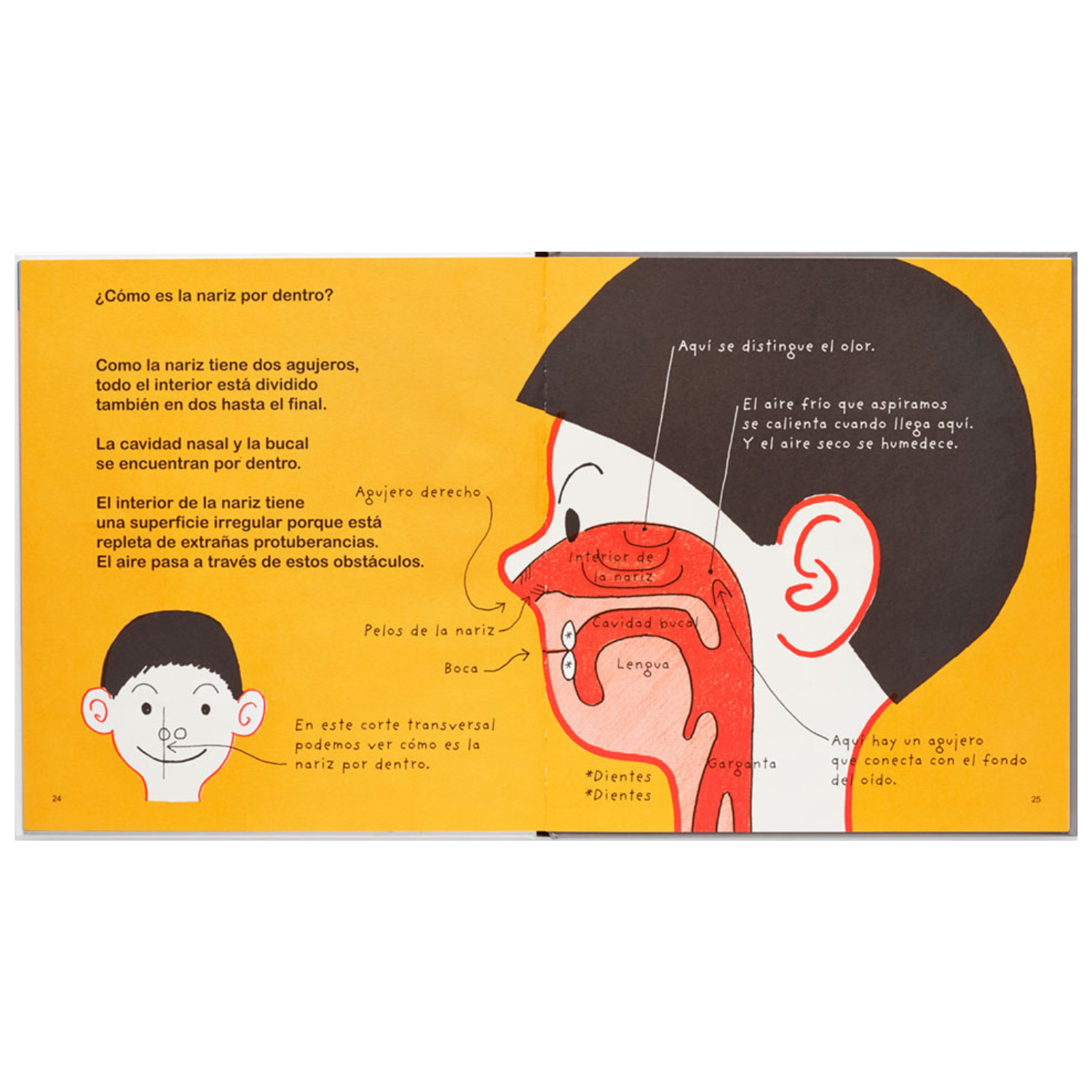 Agujeros de la nariz T.D.