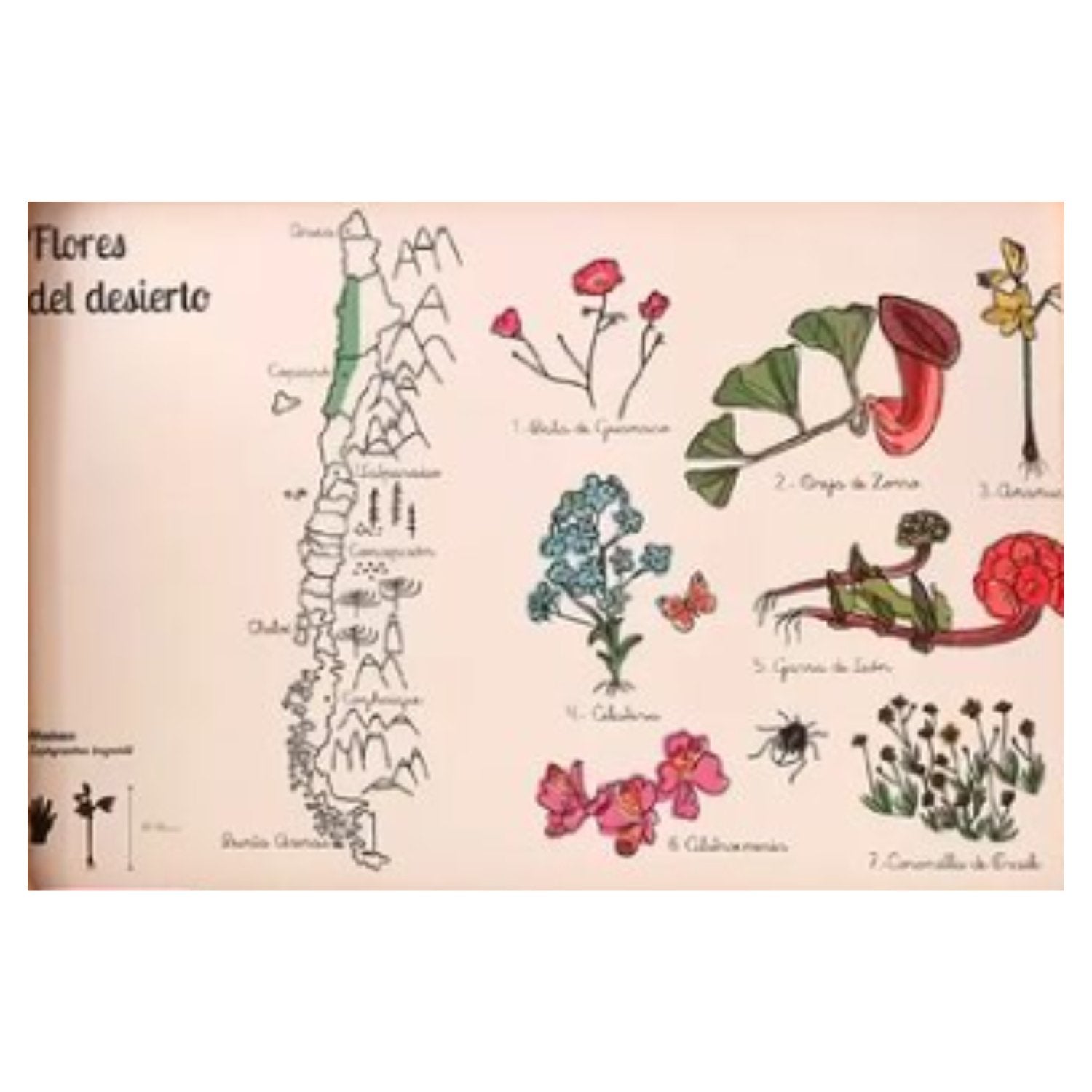 Kamishibai Flora chilena - Imagino Cuentos