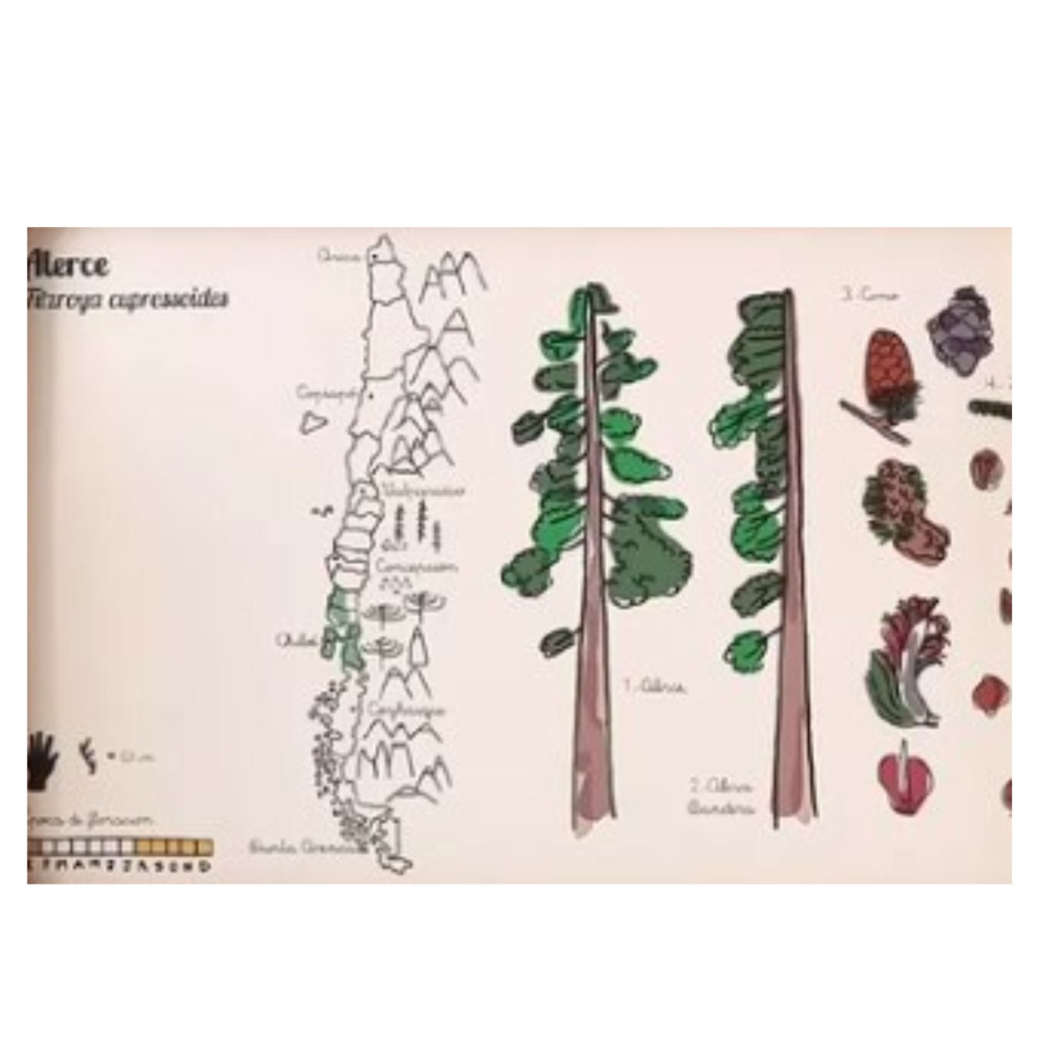 Kamishibai Flora chilena - Imagino Cuentos