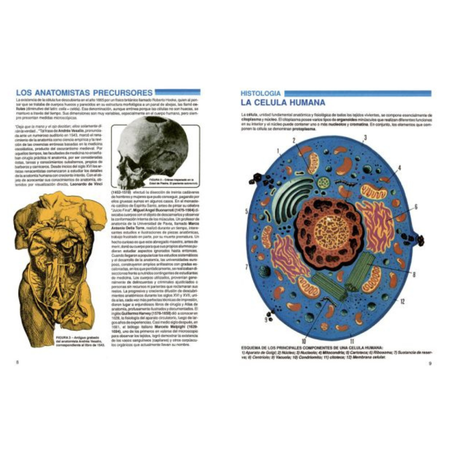 Atlas del cuerpo humano