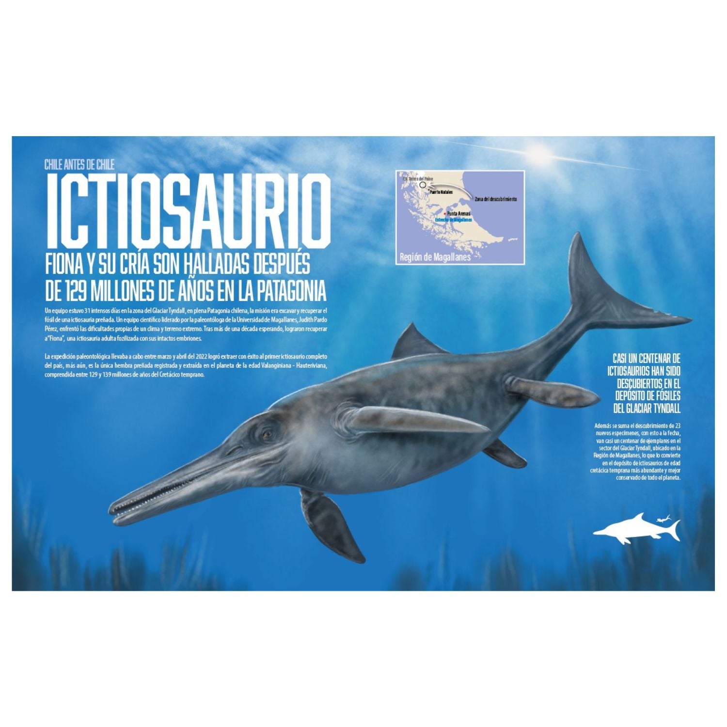 Alas, patas y aletas