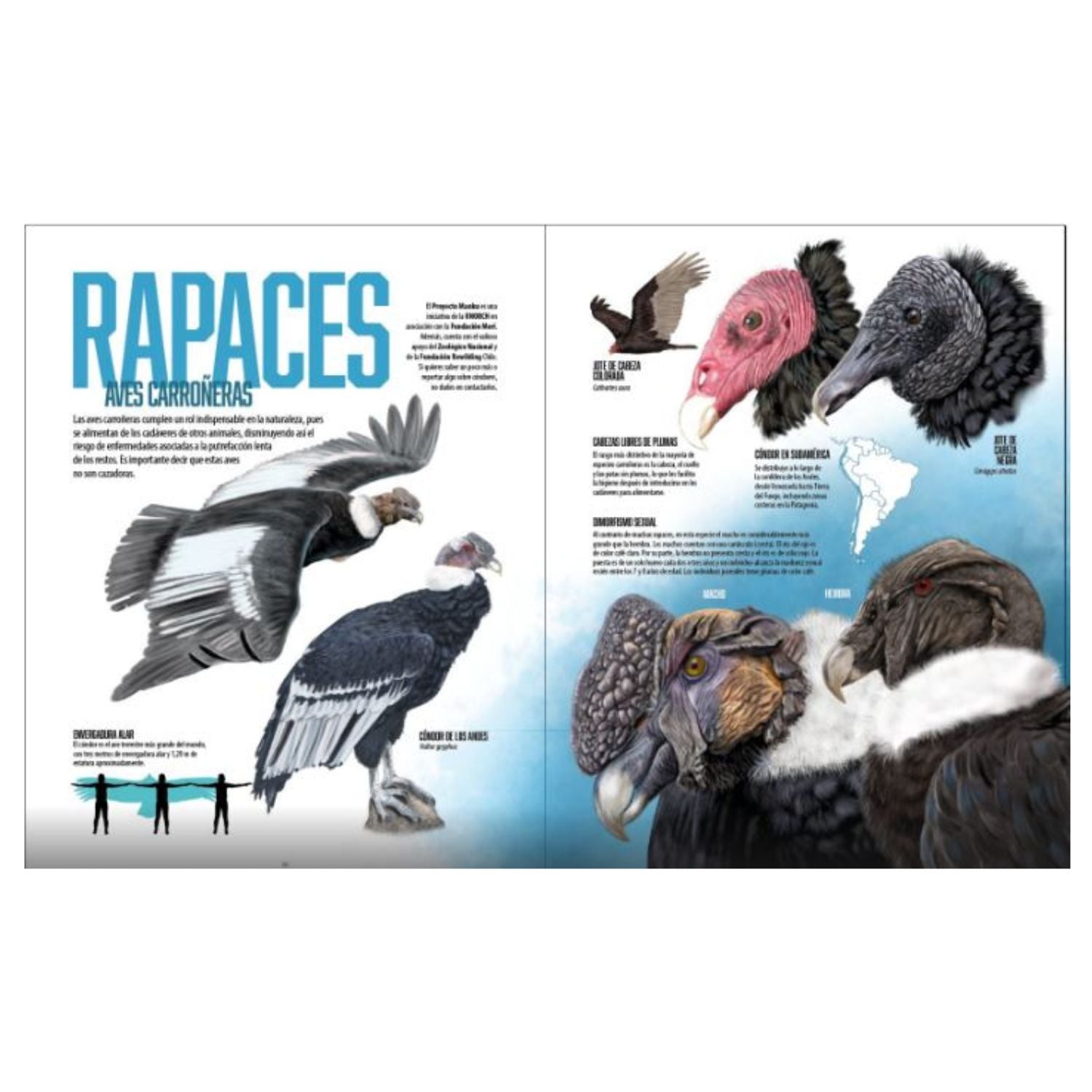 Alas, patas y aletas